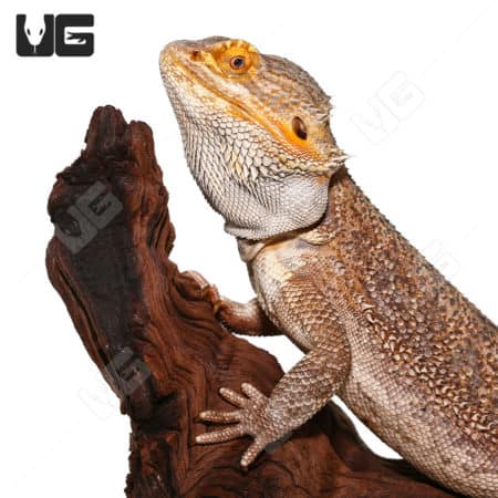 Adult Bearded Dragons (Pogona vitticeps) For Sale - Underground Reptiles