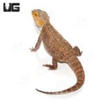 Adult Bearded Dragons (Pogona vitticeps) For Sale - Underground Reptiles