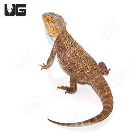 Adult Bearded Dragons (Pogona vitticeps) For Sale - Underground Reptiles