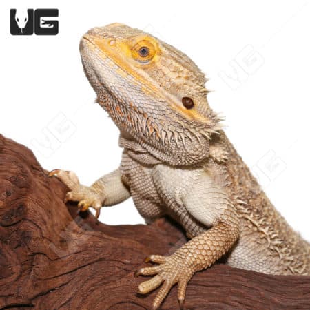 Adult Bearded Dragons (Pogona vitticeps) For Sale - Underground Reptiles