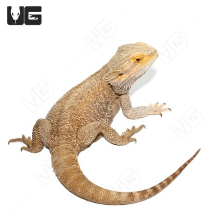 Adult Bearded Dragons (Pogona vitticeps) For Sale - Underground Reptiles