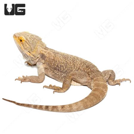 Adult Bearded Dragons (Pogona vitticeps) For Sale - Underground Reptiles