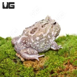 Adult Mutant Pacman Frog #1(Ceratophrys cranwelli) For Sale - Underground Reptiles