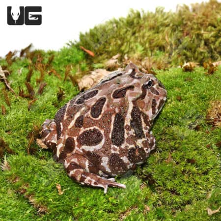 Adult Mutant Pacman Frog (Ceratophrys cranwelli) for sale