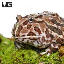 Adult Mutant Pacman Frog (Ceratophrys cranwelli) for sale