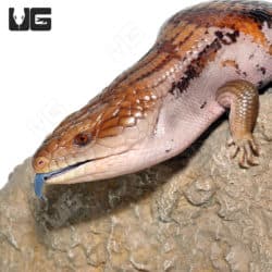 Awesome Adult Northern Blue Tongue Skinks (T. scincoides intermedia) for sale