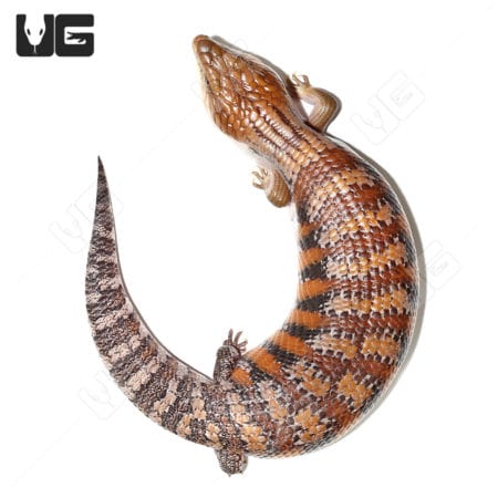 Awesome Adult Northern Blue Tongue Skinks (T. scincoides intermedia) for sale