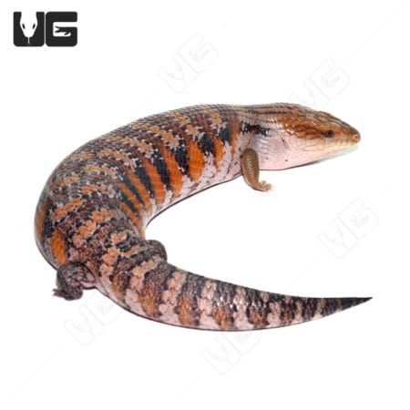 Awesome Adult Northern Blue Tongue Skinks (T. scincoides intermedia) for sale