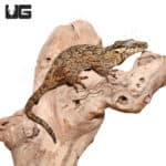 Adult Reticulated Gargoyle Geckos (Rhacodactylus auriculatus) For Sale - Underground Reptiles