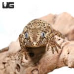 Adult Reticulated Gargoyle Geckos (Rhacodactylus auriculatus) For Sale - Underground Reptiles