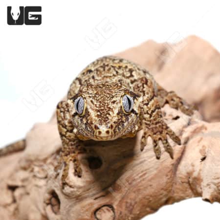 Adult Reticulated Gargoyle Geckos (Rhacodactylus auriculatus) For Sale - Underground Reptiles