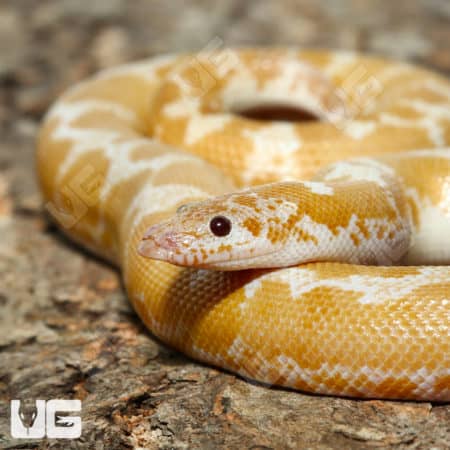 Adult Snow Kenyan Sand Boas (Eryx colubrinus) For Sale - Underground Reptiles