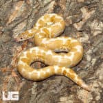 Adult Snow Kenyan Sand Boas (Eryx colubrinus) For Sale - Underground Reptiles