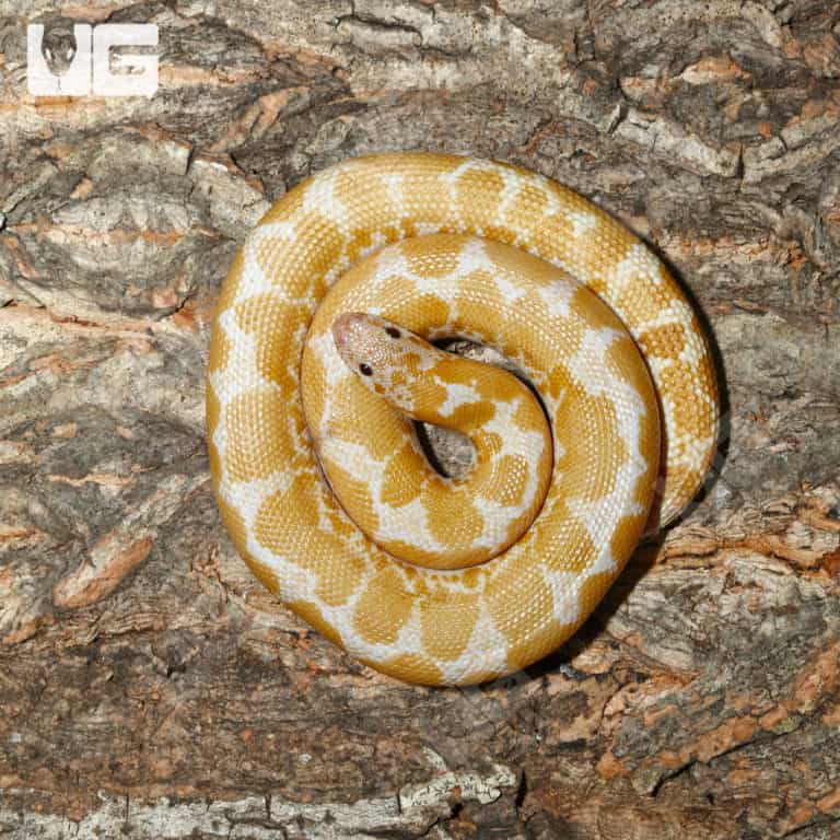 Paradox Snow Kenyan Sand Boa for sale Underground Reptiles