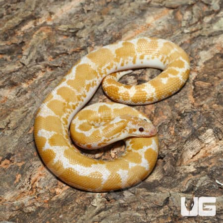 Snow Kenyan Sand Boa on a textured bark background.