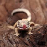 Baby Dalmatian Crested Geckos (Correlophus ciliatus) For Sale - Underground Reptiles