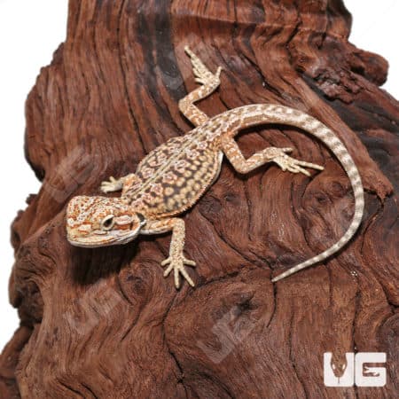 Baby Dunner Leatherback Bearded Dragons (Pogona vitticeps) For Sale - Underground Reptiles