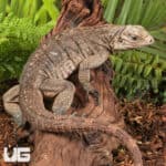 Grand Cayman Blue Iguana For Sale - Underground Reptiles