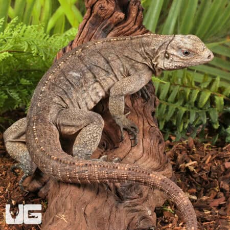 Grand Cayman Blue Iguana For Sale - Underground Reptiles