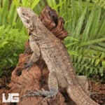 Grand Cayman Blue Iguana For Sale - Underground Reptiles