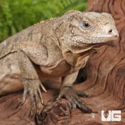 Grand Cayman Blue Iguana For Sale - Underground Reptiles