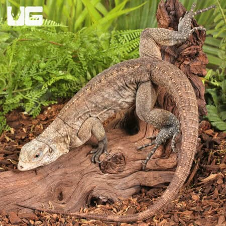Grand Cayman Blue Iguana For Sale - Underground Reptiles