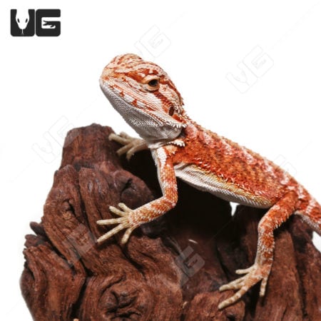 Baby Hypo Inferno Translucent Bearded Dragons (Pogona vitticeps) For Sale - Underground Reptiles