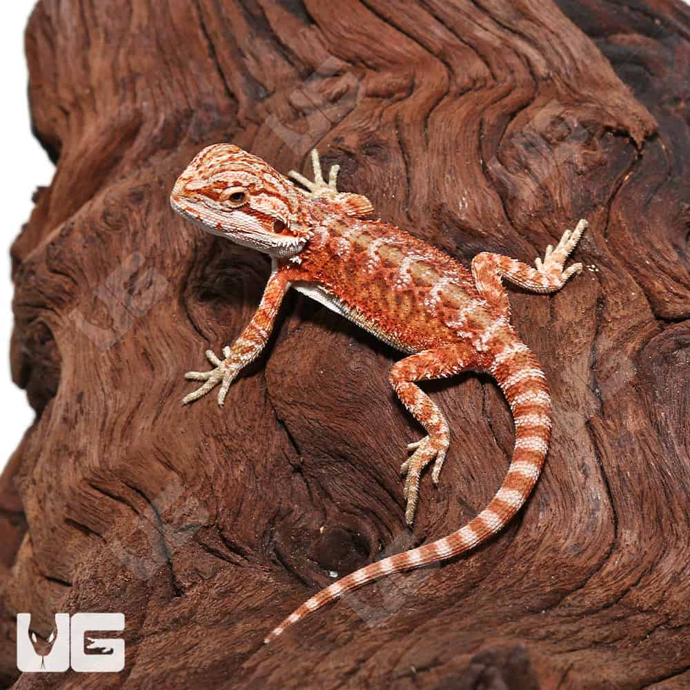 Baby Hypo Inferno Bearded Dragon For Sale - Upriva Reptiles