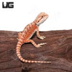 Baby Hypo Inferno Translucent Bearded Dragons (Pogona vitticeps) For Sale - Underground Reptiles