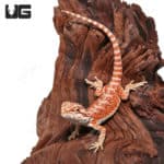 Baby Hypo Inferno Bearded Dragons (Pogona vitticeps) For Sale - Underground Reptiles