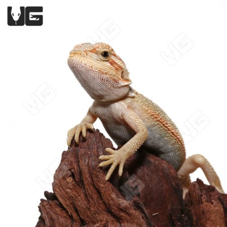 Hypo Translucent Bearded Dragon on a wood branch.