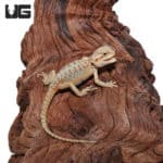Baby Hypo Translucent Bearded Dragons (Pogona vitticeps) For Sale - Underground Reptiles