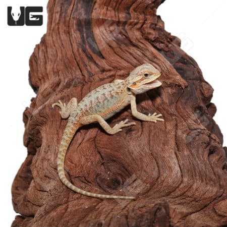 Baby Hypo Translucent Bearded Dragons (Pogona vitticeps) For Sale - Underground Reptiles