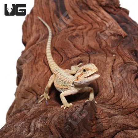 Baby Hypo Translucent Bearded Dragons (Pogona vitticeps) For Sale - Underground Reptiles