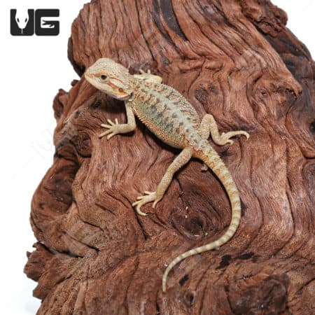 Baby Hypo Translucent Bearded Dragons (Pogona vitticeps) For Sale - Underground Reptiles