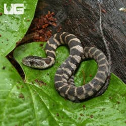 Baby Midland Water Snake (Nerodia sipedon pleuralis) For Sale - Underground Reptiles