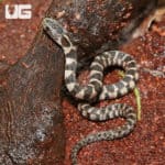Baby Midland Water Snake (Nerodia sipedon pleuralis) For Sale - Underground Reptiles