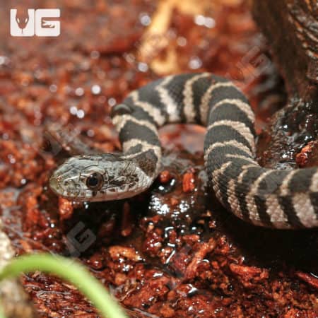 Close-up of a baby Midland Water Snake on wet soil, showing distinctive striped pattern.
