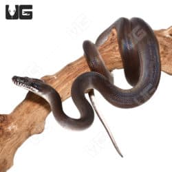 Southern D'Alberts White Lipped Python (Leiopython albertisii) For Sale - Underground Reptiles