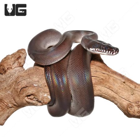 Southern D'Alberts White Lipped Python (Leiopython albertisii) For Sale - Underground Reptiles