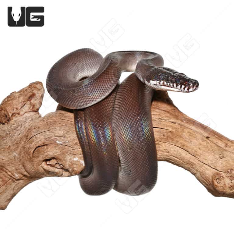 Baby D'Alberts White Lipped Python For Sale - Underground Reptiles