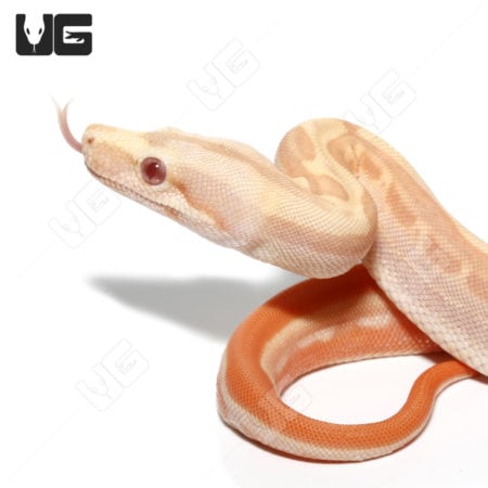 Albino Hypo Motley Het Anery Boa (Boa imperator) For Sale - Underground Reptiles