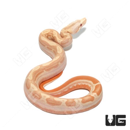 Albino Hypo Motley Het Anery Boa (Boa imperator) For Sale - Underground Reptiles