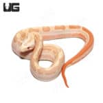 Albino Hypo Motley Het Anery Boa (Boa imperator) For Sale - Underground Reptiles