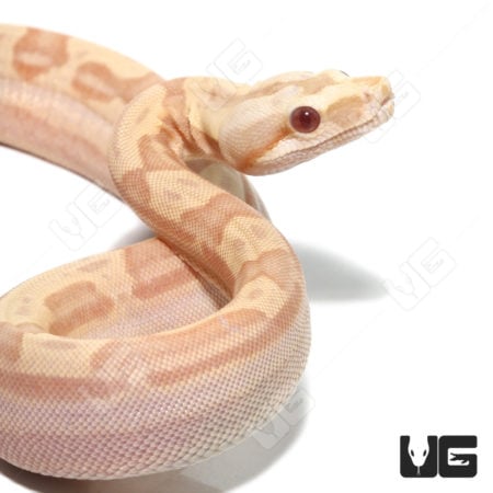 Albino Hypo Motley Het Anery Boa (Boa imperator) For Sale - Underground Reptiles