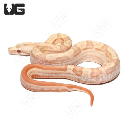 Albino Hypo Motley Het Anery Boa (Boa imperator) For Sale - Underground Reptiles