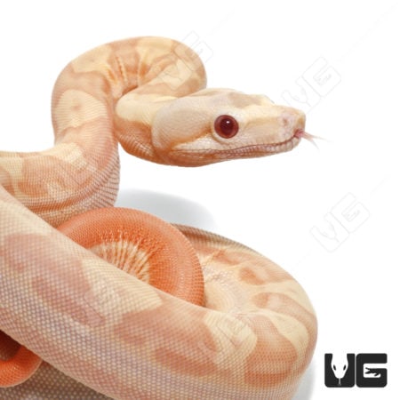 Albino Hypo Motley Het Anery Boa (Boa imperator) For Sale - Underground Reptiles