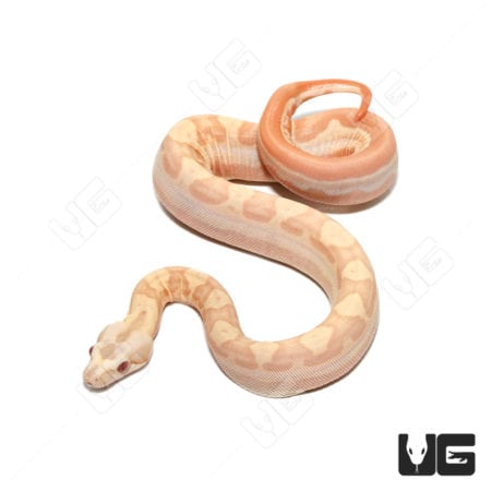 Albino Hypo Motley Het Anery Boa (Boa imperator) For Sale - Underground Reptiles