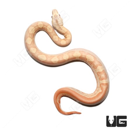 Albino Hypo Motley Het Anery Boa (Boa imperator) For Sale - Underground Reptiles