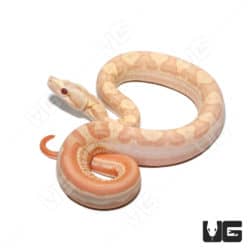 Albino Hypo Motley Het Anery Boa (Boa imperator) For Sale - Underground Reptiles
